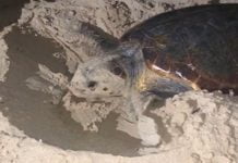 Licata, tartaruga Caretta Caretta depone uova in spiaggia