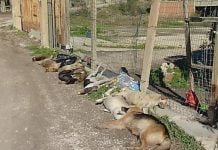 Sciacca, caso dei cani uccisi: forse l’avvelenatore è stato ripreso da telecamera
