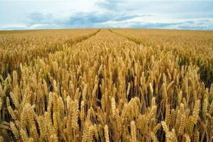 Sicilia, prima la siccità, poi le forti piogge: disastro nell'Isola per il grano duro