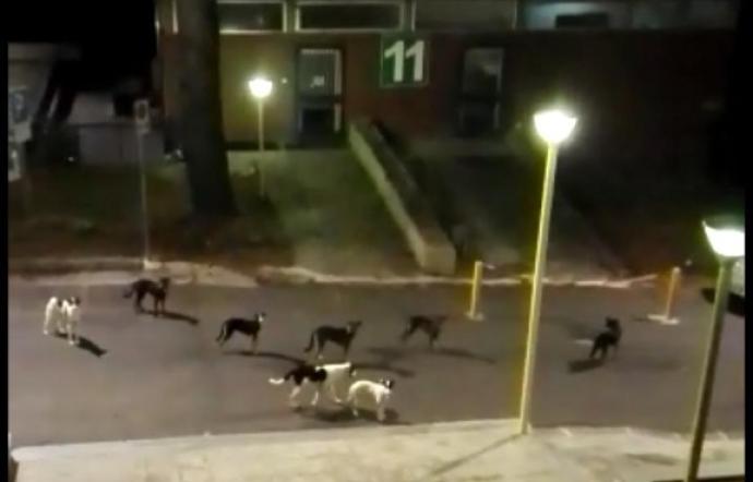 Branco di cani randagi al policlinico di Catania