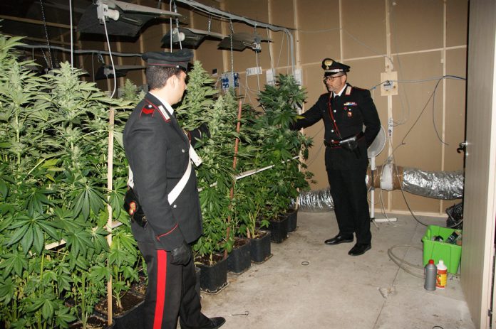 Serra marijuana sequestrata