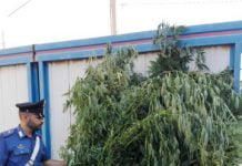 Sequestro piantagione di cannabis