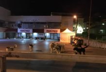 Randagi a Canicattì