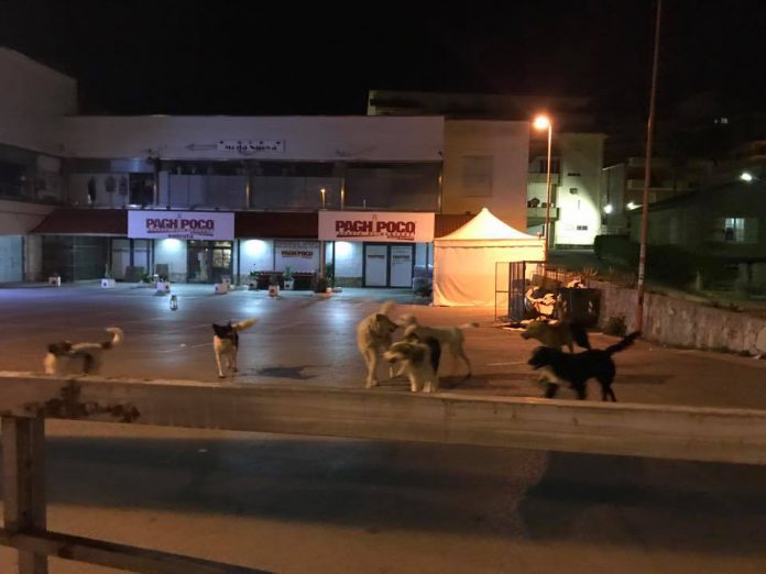 Randagi a Canicattì