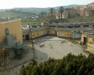 Cani randagi dentro la scuola Padre Gioacchino La Lomia di Canicattì