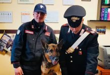 San Giuseppe Jato, il cane Horc dei cinofili carabinieri fiuta 70 gr di droga Carabinieri unità cinofile