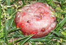 Sciacca, strage di cani con polpette avvelenate: il conto sale a 30