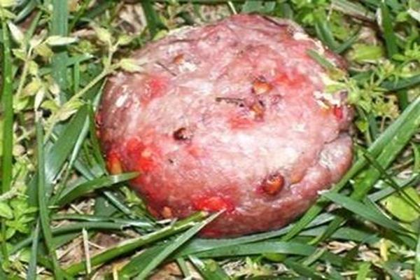 Polpetta