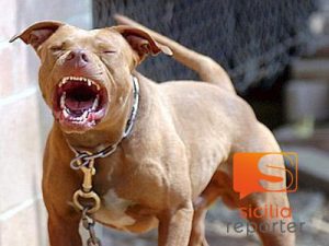 Caltanissetta, 61 enne aggredita da un cane: ferita alla coscia e al volto