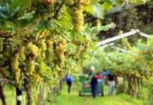 Naro , aiuti agricoltori: incontro sul programma rurale Sicilia Incontro per l'aiuto ai giovani agricoltori