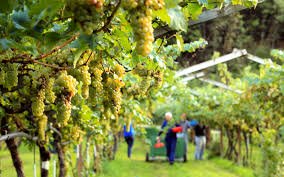 Incontro per l'aiuto ai giovani agricoltori