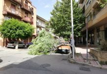 Canicattì, Albero-caduto