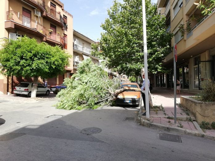 Canicattì, Albero-caduto