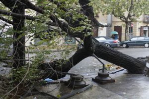 Albero caduto in via Atenea ad Agrigento