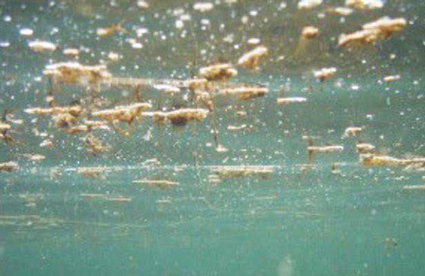 Alga Allarme alga tossica nei mari siciliani