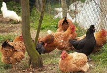 Modica, riapre l’azienda avicola Leocata distrutta da un incendio: salvi 250 posti di lavoro Allevamento polli