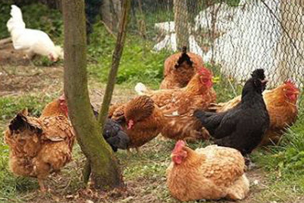 Allevamento polli Allevamento polli