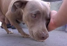 Licata, maltrattamento di animali: denunciato 40enne