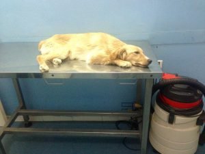 Canicattì, animalisti: colletta per salvare un cane in pericolo
