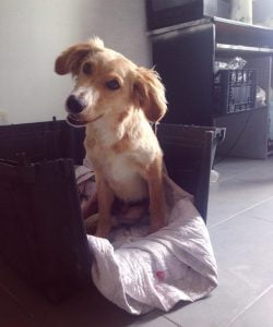 Canicattì, animalisti: colletta per salvare un cane in pericolo