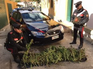 Carabinieri Radiomobile Lercara sequestro marijuana