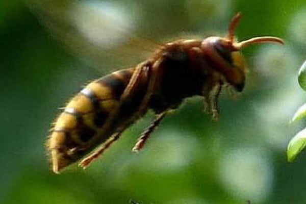 Sicilia, attacco di calabroni Attacco di calabroni