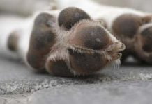Cane morto a Sciacca