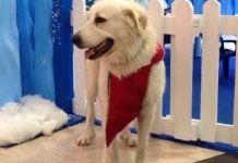 San Cataldo, la storia di Zeus: da cane randagio a “star” del centro commerciale “Il Casale” Cane Zeus, da randagio a star del centro Il Casale