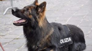 Caltanissetta, nasconde droga in un'aiuola: spacciatore beccato dal cane poliziotto Operazione antidroga unità cinofile
