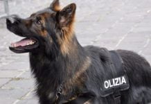Caltanissetta, nasconde droga in un’aiuola: spacciatore beccato dal cane poliziotto Operazione antidroga unità cinofile