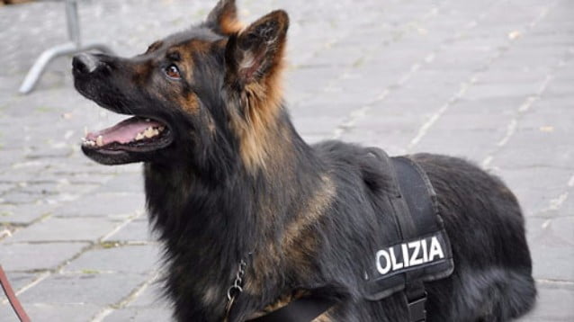 Cane antidroga Operazione antidroga unità cinofile