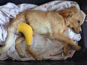 Canicattì, animalisti: colletta per salvare un cane in pericolo