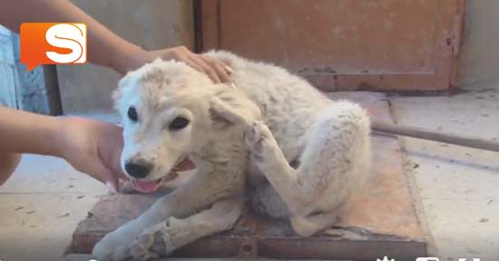 Cane cosparso di veleno Cane cosparso di veleno salvato dagli animalisti