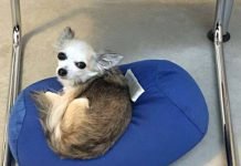 Cane trafitto da una freccia, lo salva un veterinario di Scicli