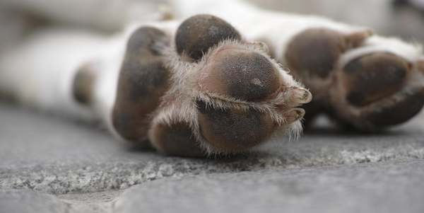 Cane ucciso Cane ucciso