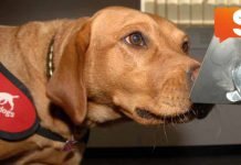 Il fiuto dei cani per diagnosticare i tumori