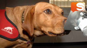 Il fiuto dei cani per diagnosticare i tumori