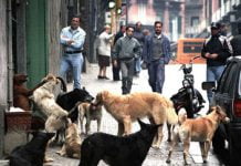 Randagismo, aggressione