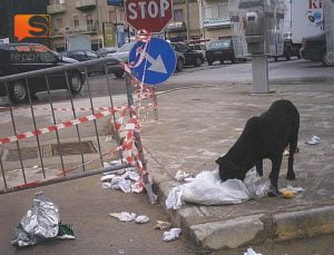 Cani randagi a Canicattì
