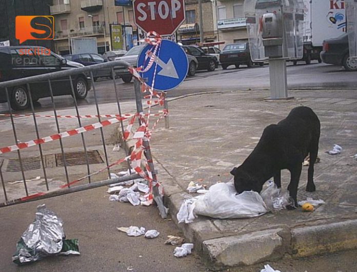 Cani randagi a Canicattì
