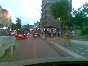 Canicattì, randagismo: situazione fuori controllo