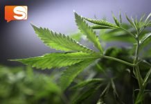 Coltivazione cannabis, sentenza cassazione