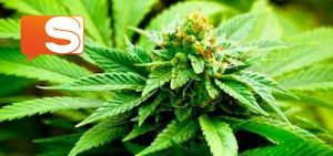 Cannabis Terapeutica, convegno ad Enna con il prof. Tullio Scrimali