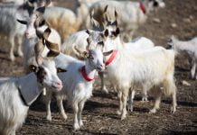 Sanità, individuati capi di bestiame di origine sospetta: confiscati 350 animali a Montedoro