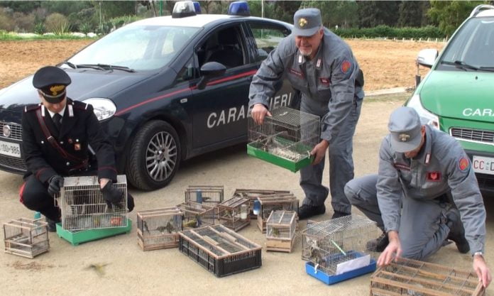 Sono entrati nel cuore del mercato di Ballarò, liberati 61 volatili.