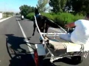 Siracusa, corsa clandestina di Cavalli