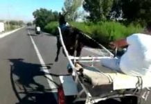 Siracusa, corsa clandestina di Cavalli