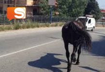 Cavallo tra le auto a Catania
