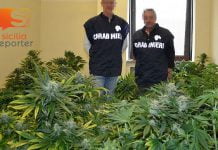 Sequesto di 800 piante di “Cannabis indica”,