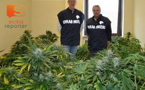 Sequesto di 800 piante di “Cannabis indica”,